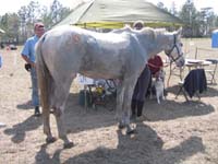 international/USA/2009FITS/gallery/AngieMcGhee/thumbnails/Heather's horse.jpg